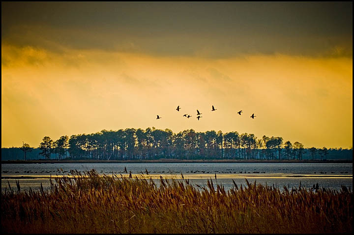 Black Water Refuge, Maryland : Scapes : Washington DC Photographer Patrick O'Brien. Landscape, Commercial and Lifestyle Photography.