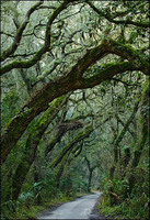 All images copyright Patrick O'Brien 2009