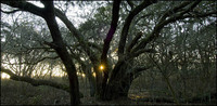 All images copyright Patrick O'Brien 2009