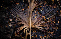 All images copyright Patrick O'Brien 2009