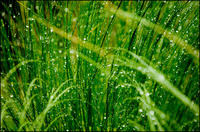 All images copyright Patrick O'Brien 2009