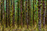 All images copyright Patrick O'Brien 2009