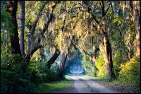 John's Island, South Carolina - ©2022 Patrick O'Brien